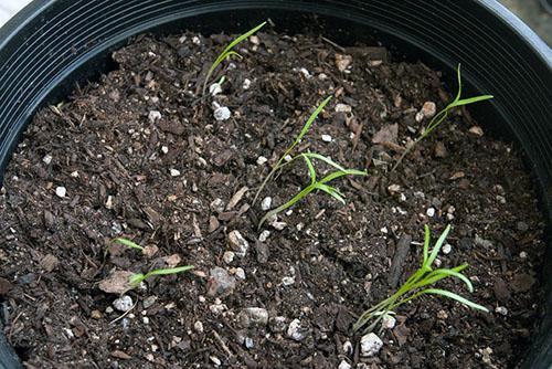 Dill grows in pots
