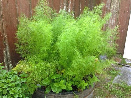 Growing dill in containers