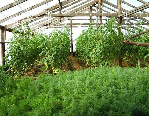 Pěstování kopru ve skleníku