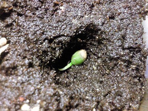 Einen geschlüpften Samen in den Boden pflanzen