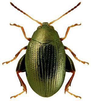 Beetle vert foncé