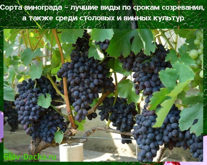 сортове грозде