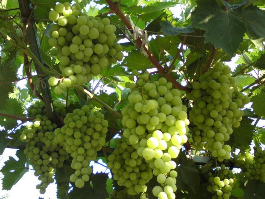 сортове грозде за селската градина