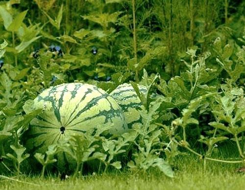Vodové melóny na záhradných posteliach