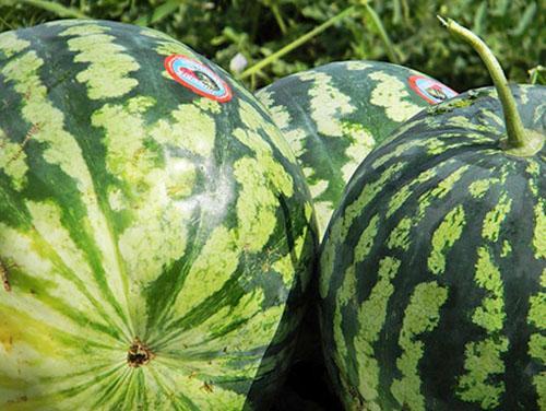 Astrakhan vattenmeloner