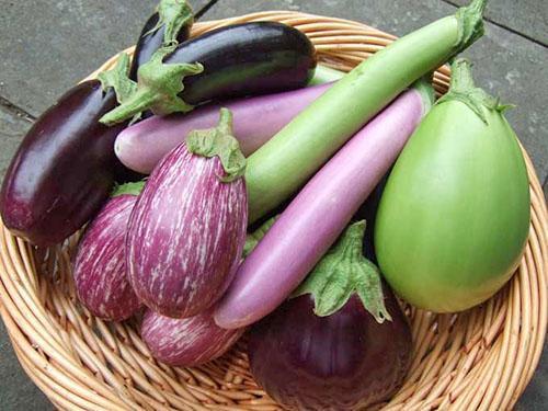 Farklı çeşit ve türlerde patlıcan