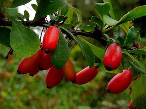 Common barberry is used in medicine
