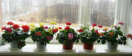 Kalanchoe fiorisce sul davanzale della finestra