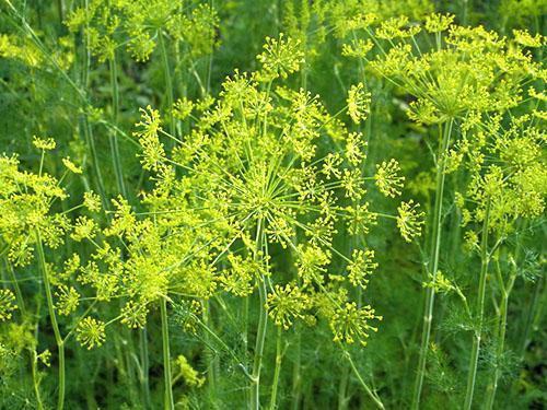 Dill bed in the country