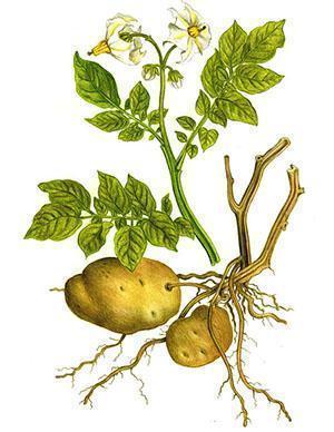 Alla delar av potatis används som ett botemedel.