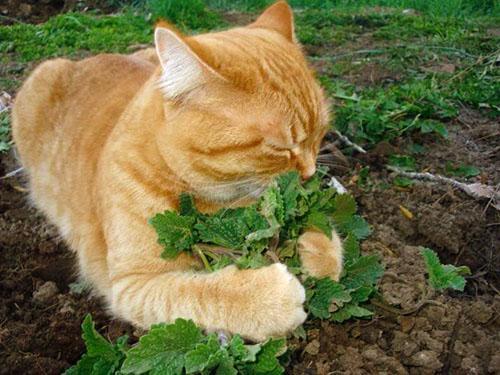 Gatos amam erva-dos-gatos