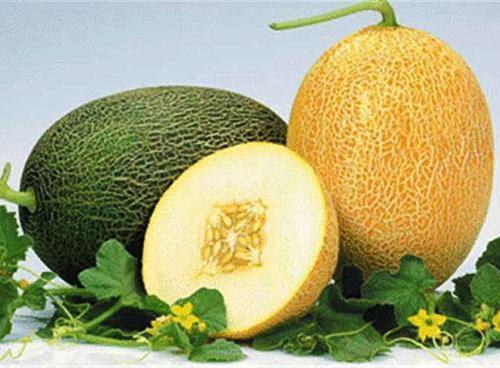 Melonenpulpe und Samen haben medizinische Eigenschaften