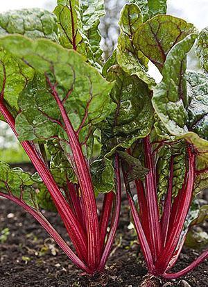 Beets grow in the country garden