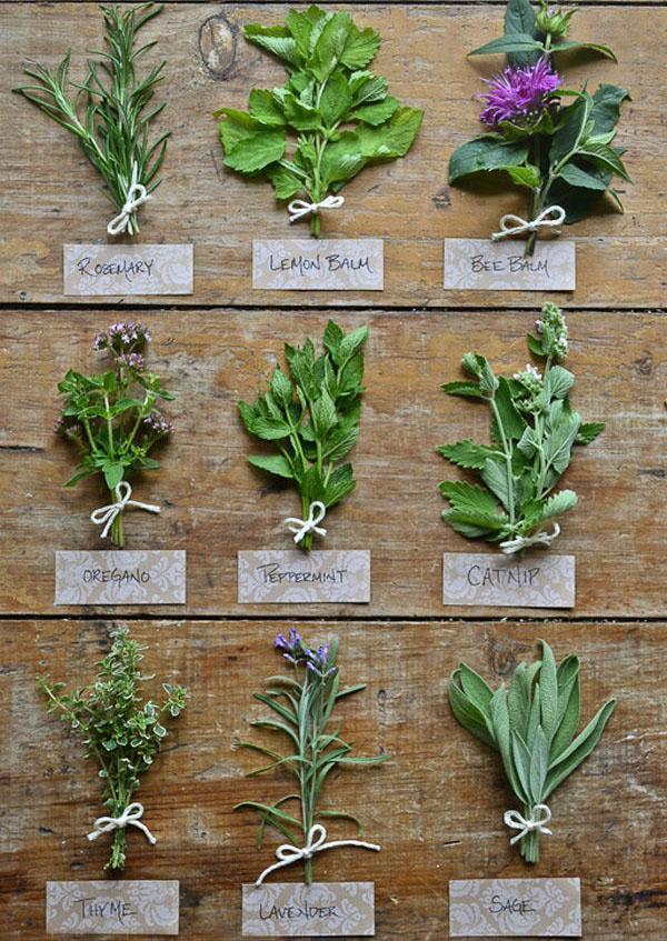 Different types of mint