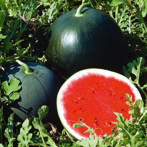 Sweet juicy watermelons in Siberia