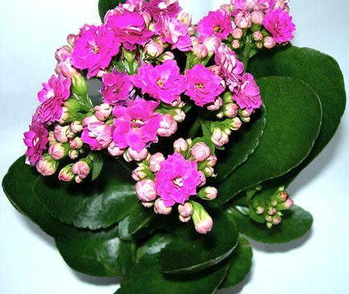 Kalanchoe Blütenstände gibt es in verschiedenen Farben