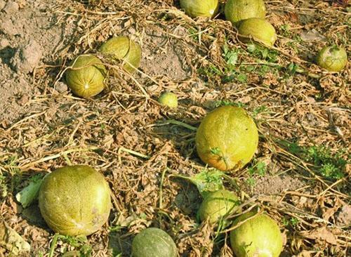 Meloenen worden in een open tuin gestrooid