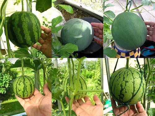 Kaip auginti arbūzus