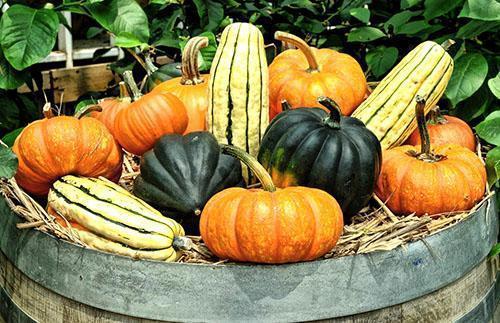 Pumpkin of different shapes and colors