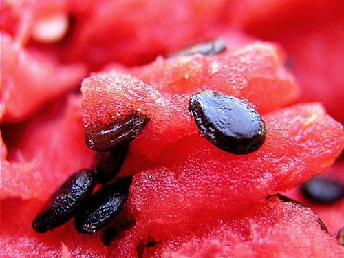 Je nežádoucí konzumovat meloun se semeny