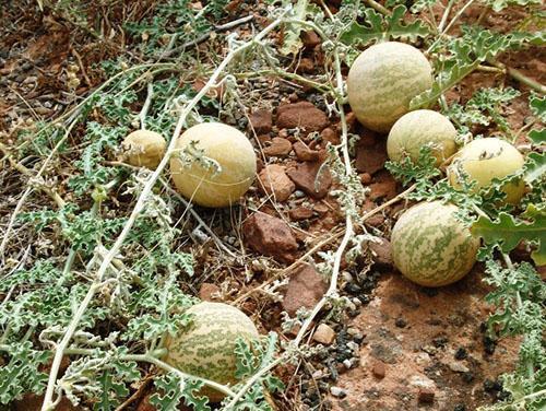 In de valleien van Botswana groeien wilde watermeloenen