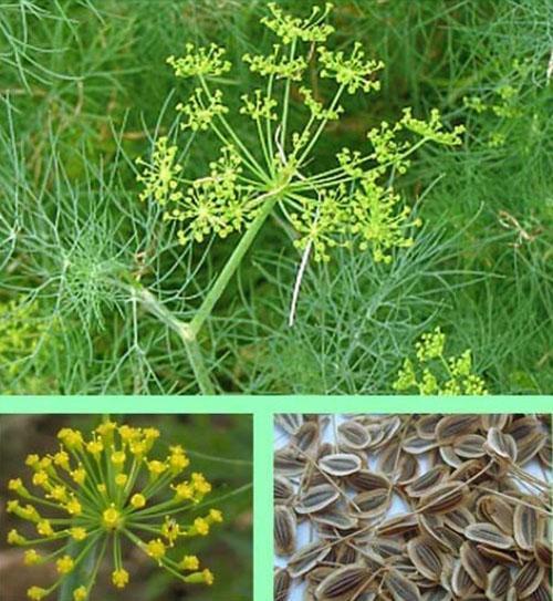 Semena kopru obsahují mnoho mikroelementů a bioaktivních látek