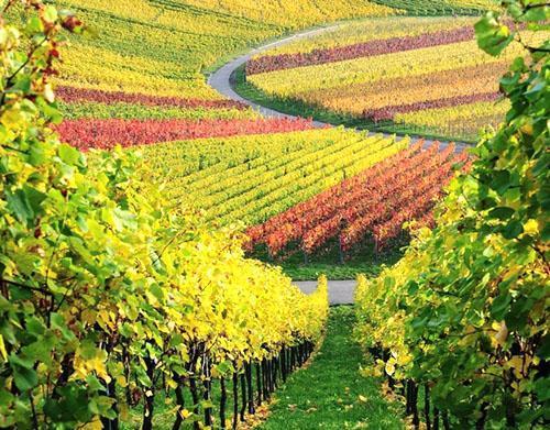 Ladang anggur