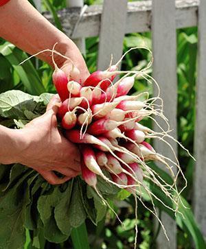 Delicious radishes from your garden