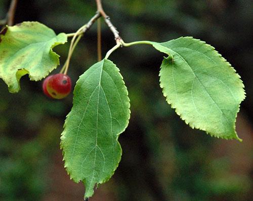 Jablečné listy se používají pro onemocnění průdušek
