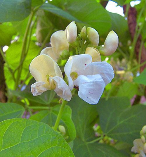 Bílé dekorativní fazolové květy