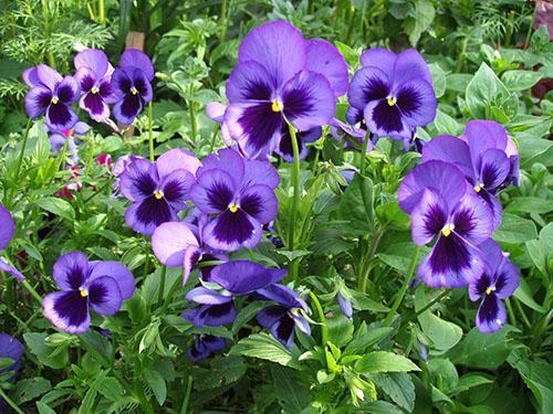 Viola riecht im Blumenbeet