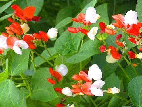 Flowering red beans