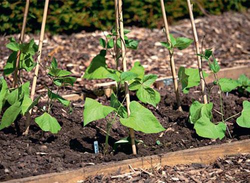 Luống nhẹ được chọn để trồng đậu.