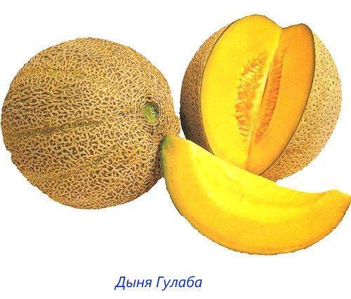 Meloen Gulaba