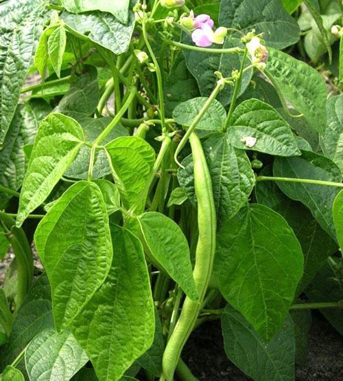 Обикновен боб (Phaseolus vulgaris)