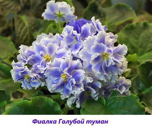 Violet Blue Mist