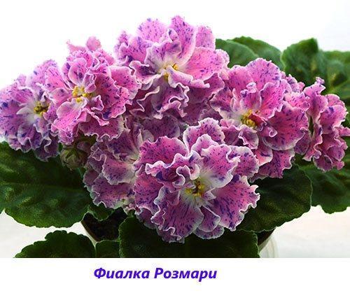 Violetinė Rosemary