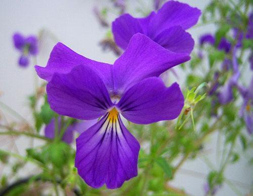 The horned violet grows in well-lit places