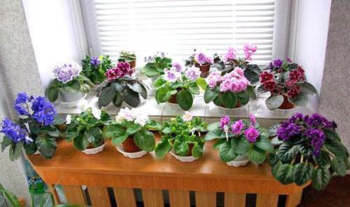 Photo of varieties of violets
