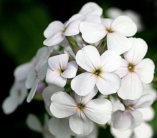 Hesperis - violeta branco