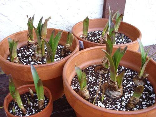Hippeastrum releases the first leaves