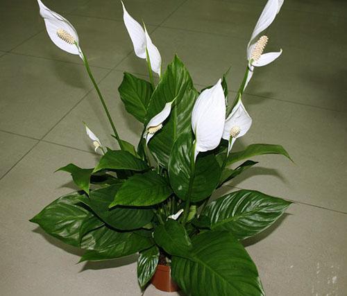 Indoor plant spathiphyllum
