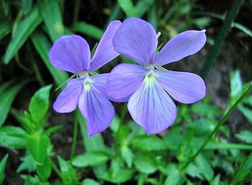 Planta perenă - violet cu coarne