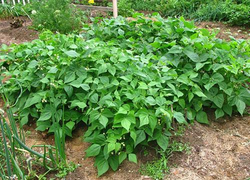 Both bush and curly beans are grown in the garden beds.