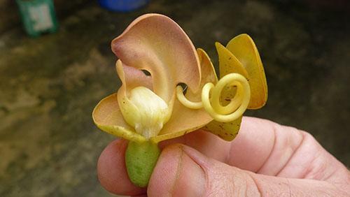 Необичайни цветя от каракалов боб