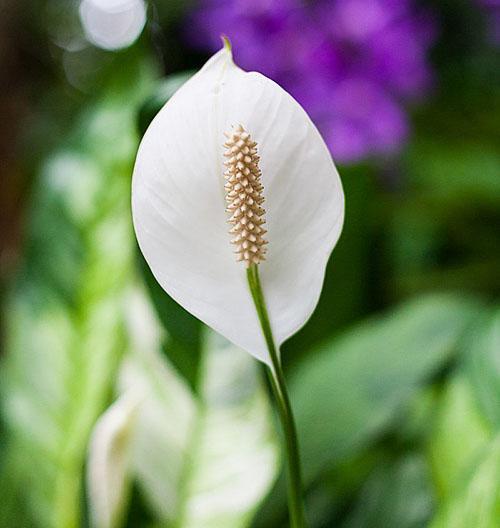 Delicate inflorescence of spathiphyllum