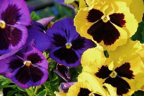 Jemná krásná květina - trikolóra fialová