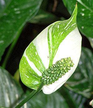 Oryginalne kwitnienie spathiphyllum