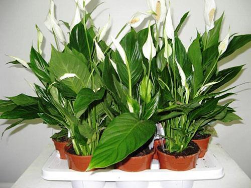 Biljke se dobro razvijaju u pravilno odabranom tlu