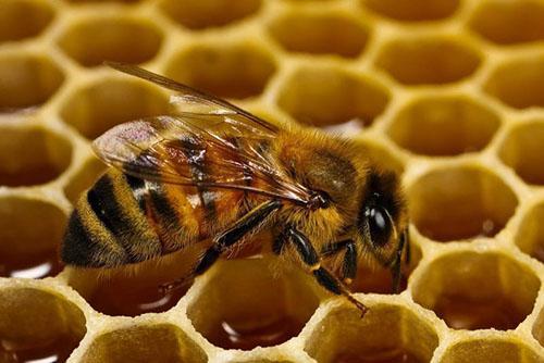 Včelín se nachází poblíž dýňové výsadby